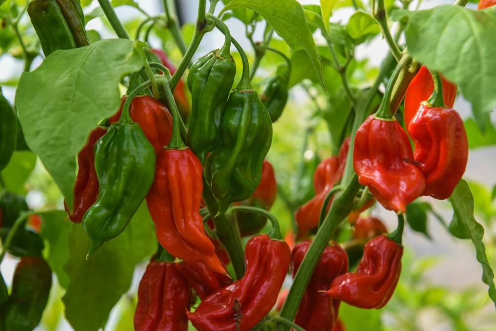 Northern super-hot chilli grower Regan Parkinson wants to cultivate a Flamin' Devil chilli variety. Pictures: Paul Scambler