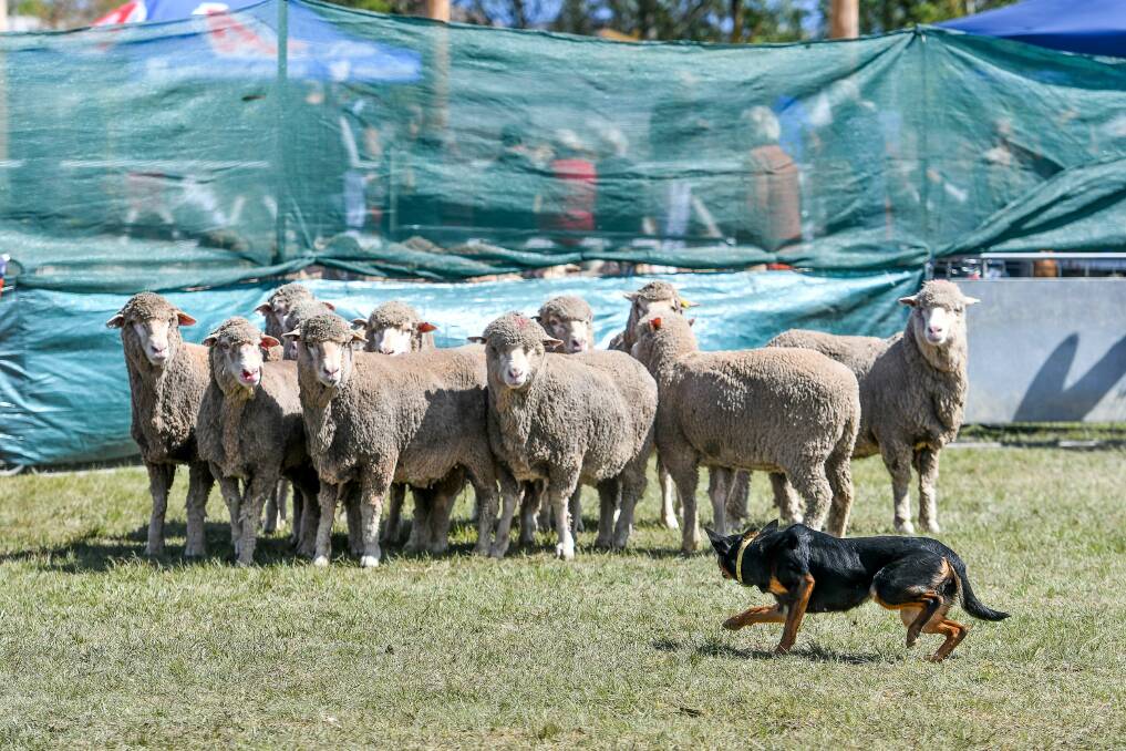 DO NOT MOVE: A higher number of dogs will be competing at this year's Tasmanian Yard Dog Association's state championships at Cressy. Picture: Supplied