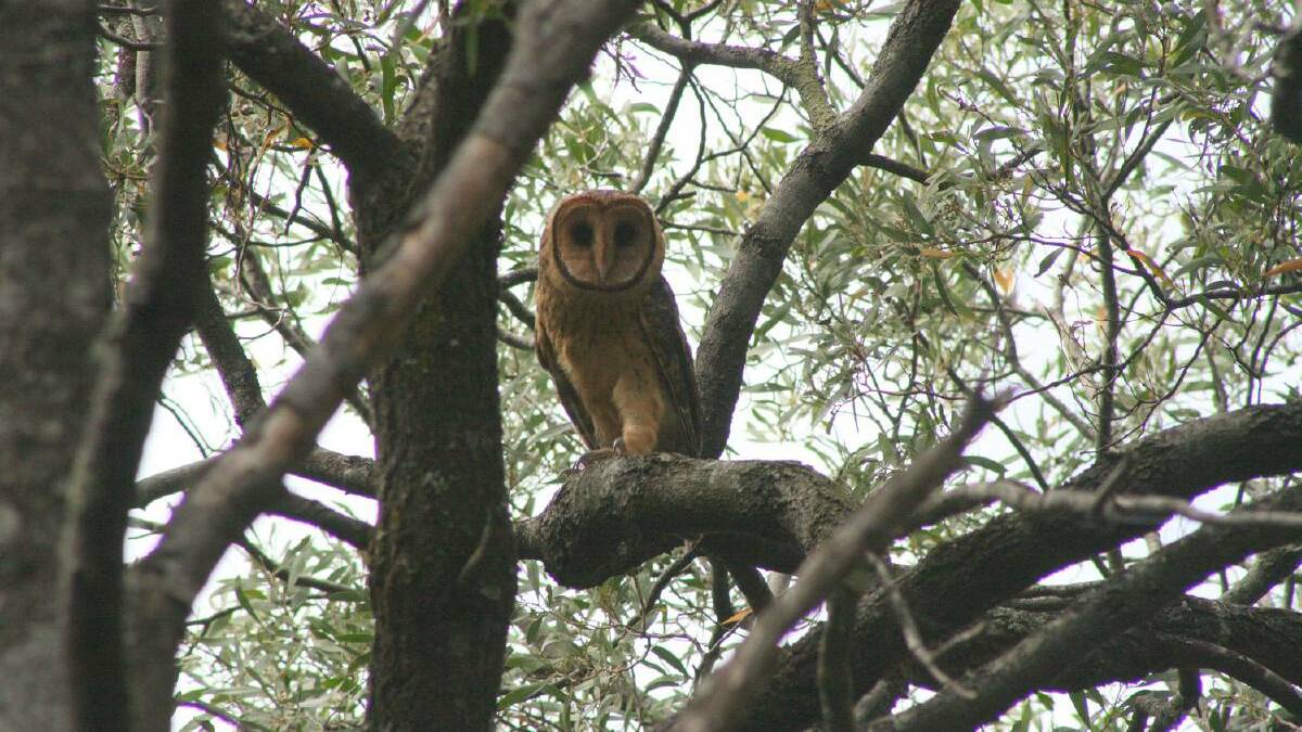 MMG broke undertaking to avoid nesting trees of masked owl
