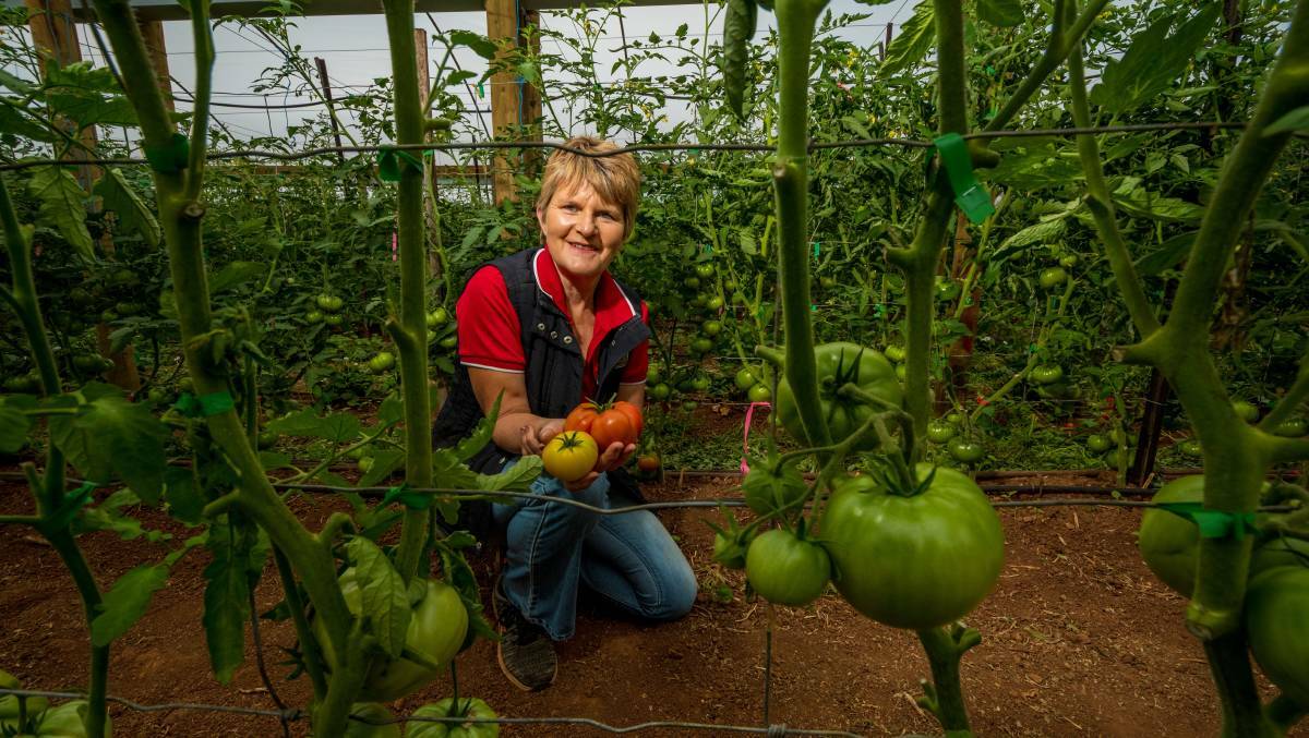 Recognition: Tasmanian Natural Garlic and Tomatoes won a 2020 Delicious Produce State Award for their tomatoes. Producer Annette Reid says the awards are a great, peer-nominated accolade. Picture: Phil Biggs