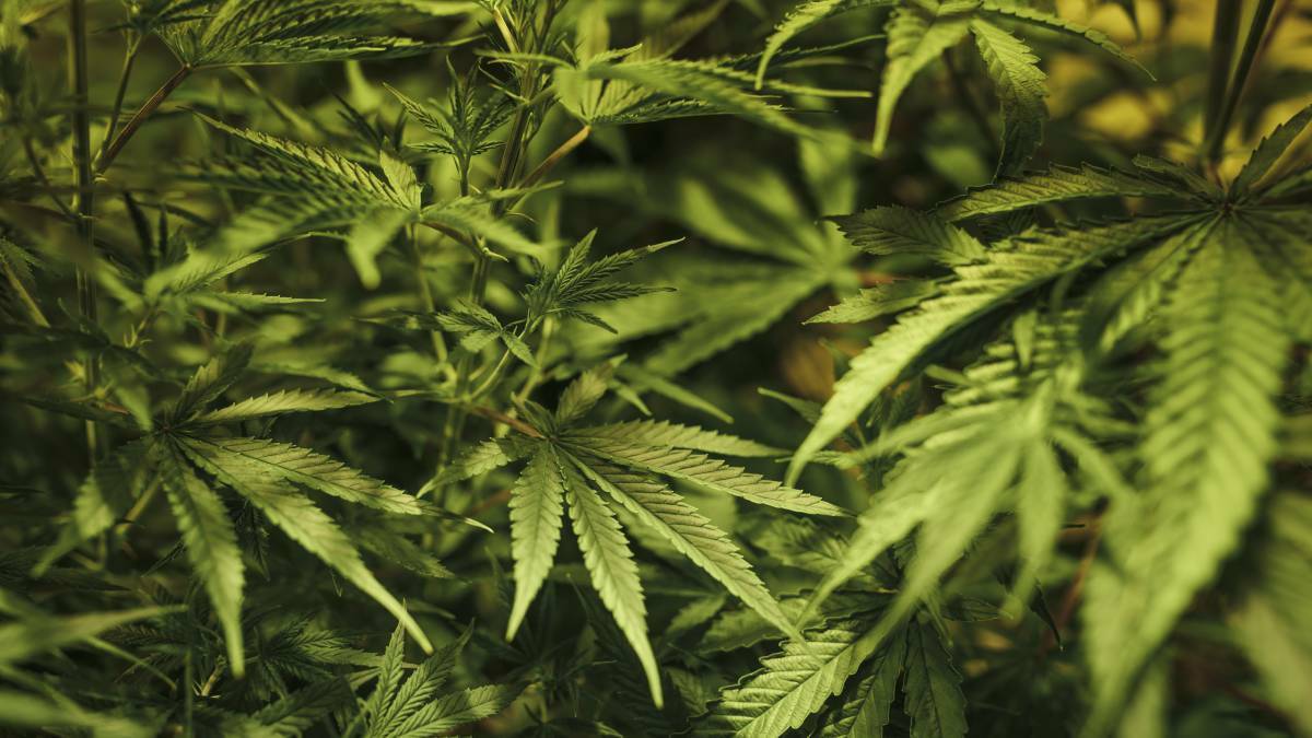 Driving on medicinal cannabis may be an offence under Tasmanian road laws