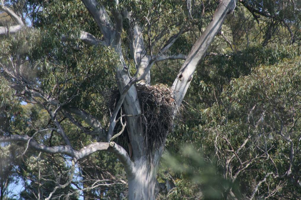 A Wedge Tailed Eagle nest