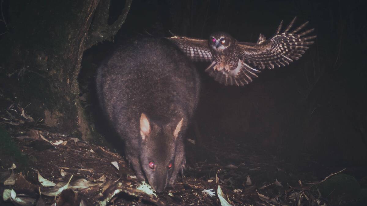 Secret lives of Tasmania's animals on camera