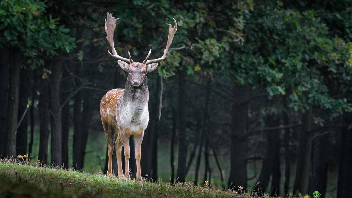 Wild deer aerial cull was a 'barbaric' massacre, says shooter