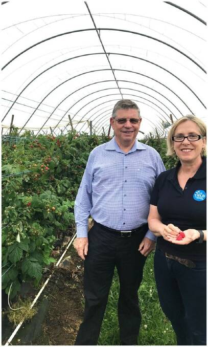 Harry Debney and Ros Harvey in the growing tunnels. Picture: Supplied