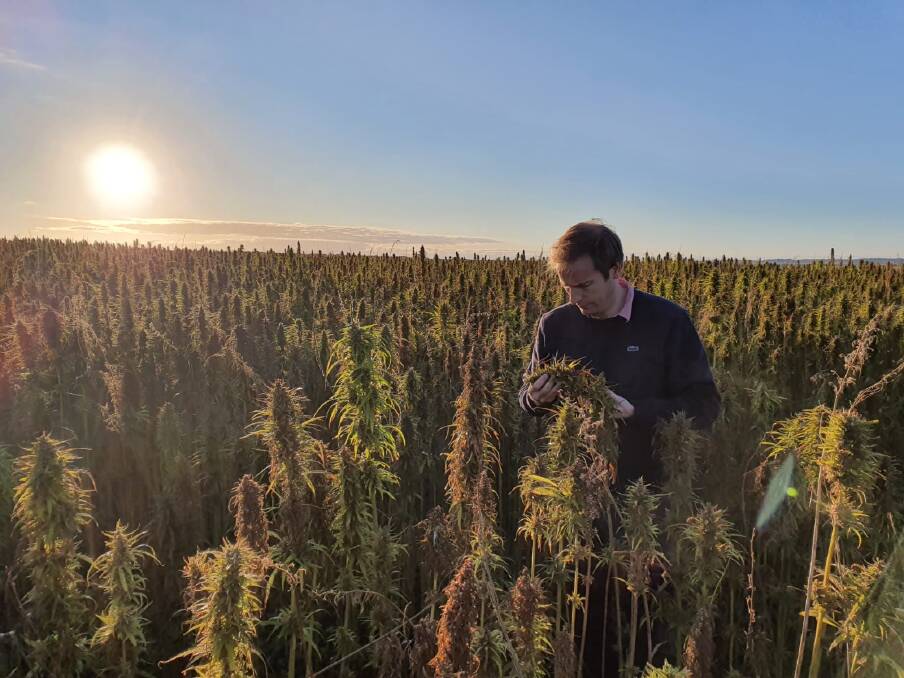 ECS Botanics founder Alex Keach inspects a hemp crop in Tasmania.