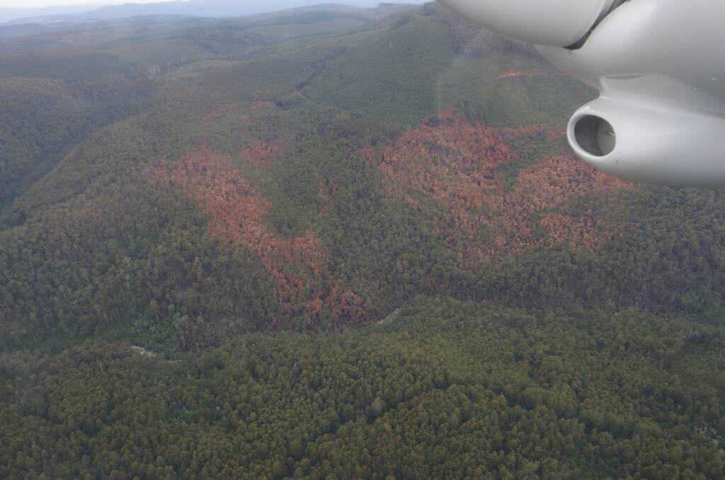 Aerial footage of the Styx Tall Trees Reserve showing fire damage caused by escaped logging burns. Image: Vica Bayley