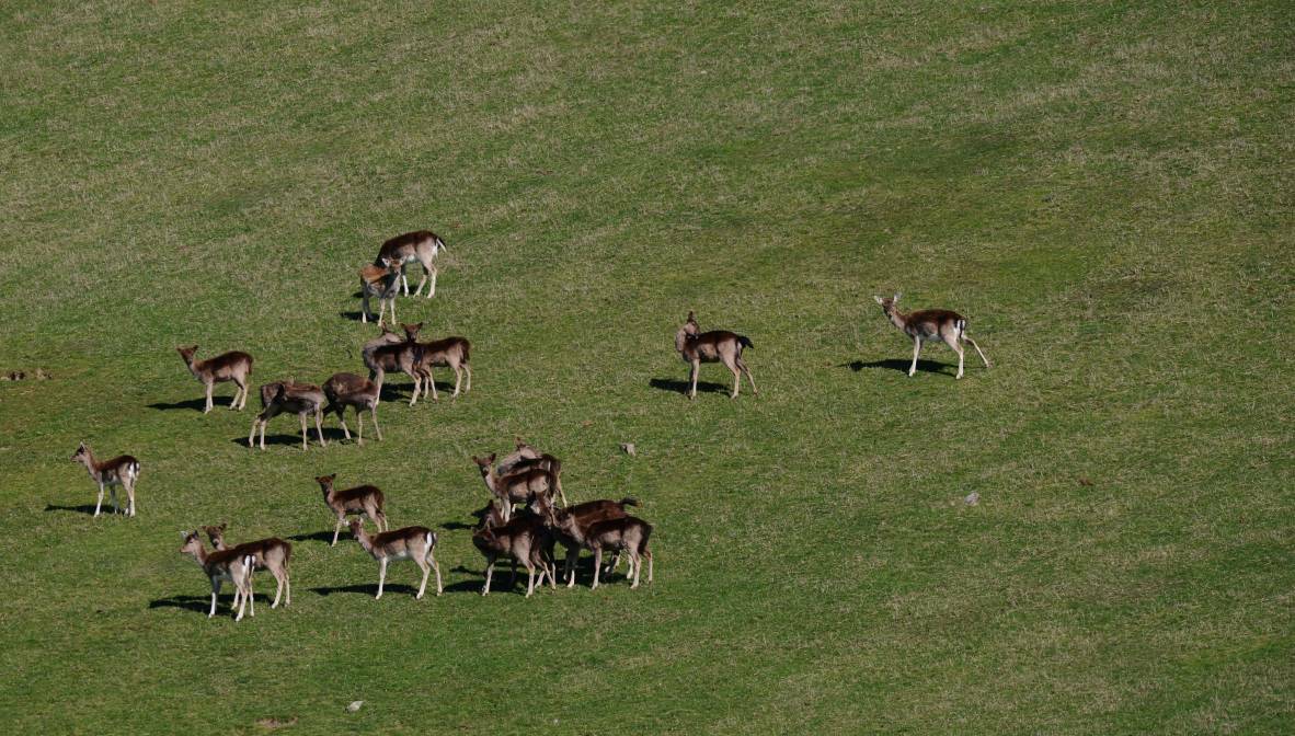 Wild deer are a $25,000 problem for farmers who want policy change