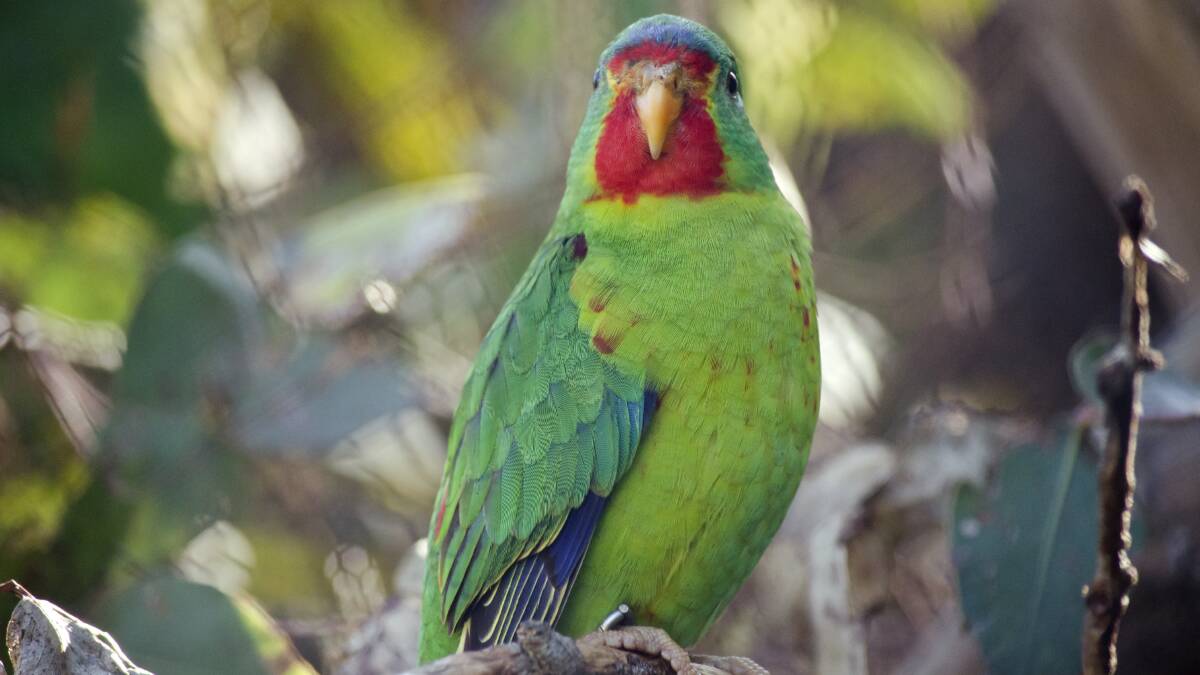 Fight for endangered Swift parrots results in arrests in Eastern Tiers