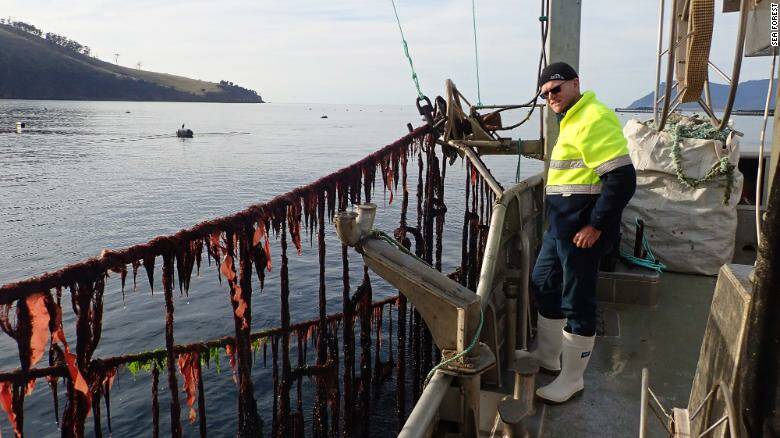 Native species asparagopsis will be commercially farmed for use as a livestock supplement to reduce domestic methane carbon emissions by 10 per cent. Seaweed farms estimated to be a $1.5 billion industry in five years. Pictures: Supplied
