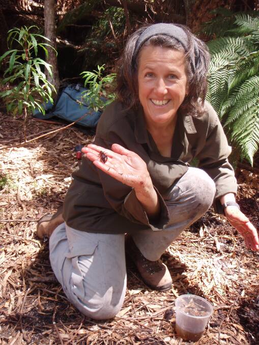 Dr Clare Hawkins hopes iNaturalist and the Claws on the Line program will help threatened burrowing crayfish species Photo: Jo Potter