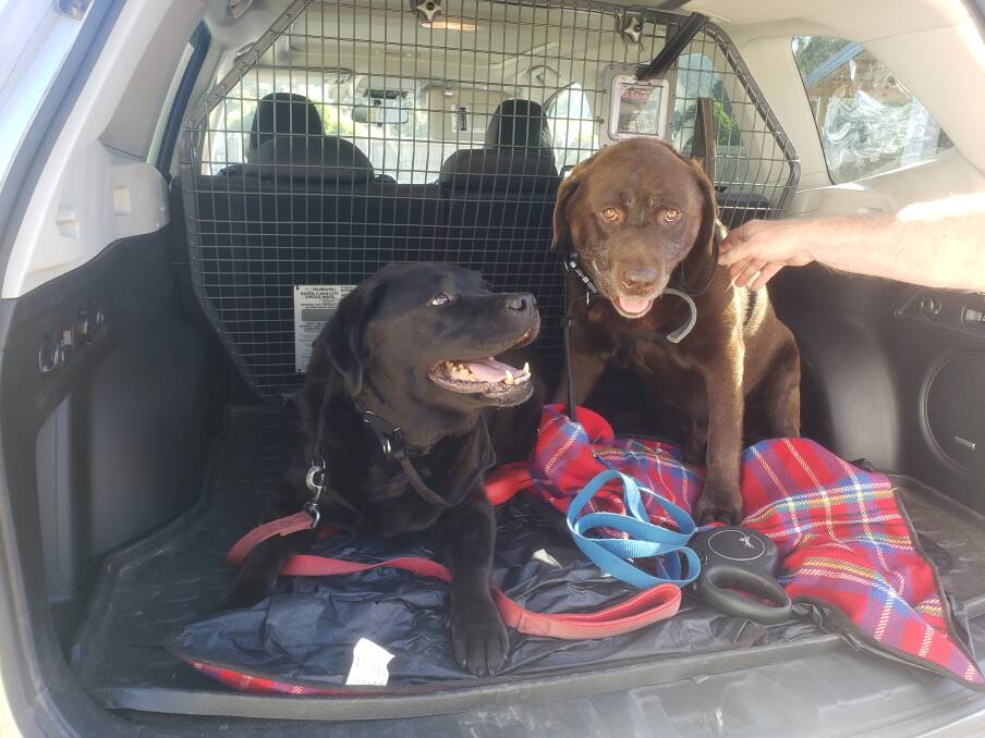 HAPPY HOME: Bonnie and Cyrus on their way to the dog park with new owners Cheryl and David Bingham. Pictures: Supplied