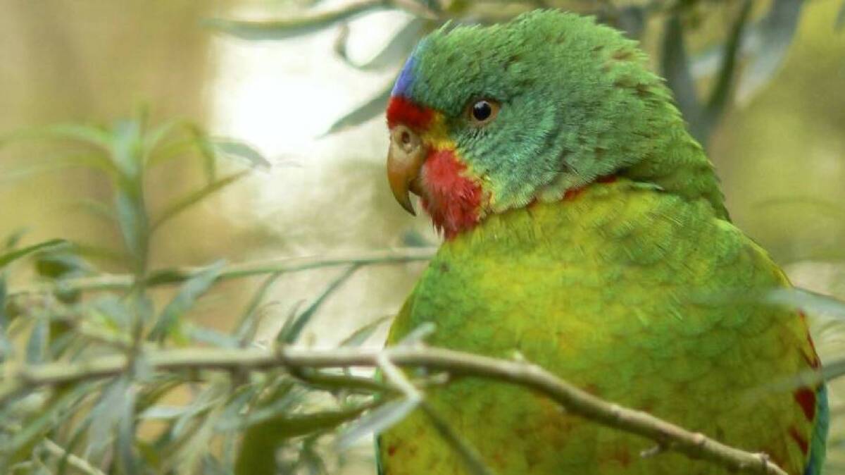 IN TROUBLE: The critically endangered Swift Parrot is having its habitat impacted by logging. Picture: File