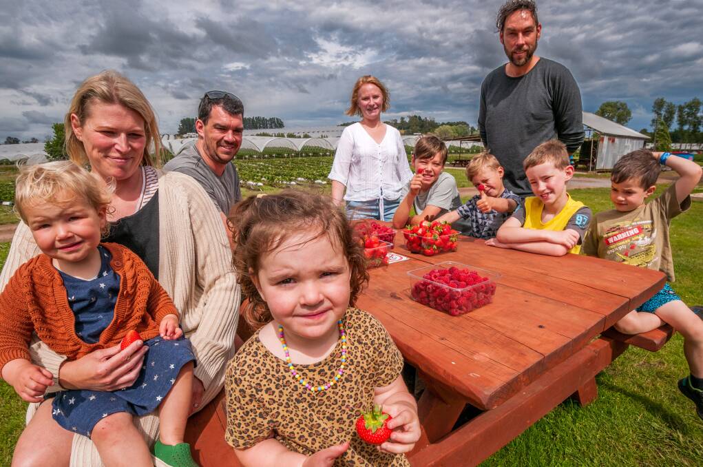 Berry nice: The Thomson and Hanks families sharing their spoils. Pictures: Phillip Biggs