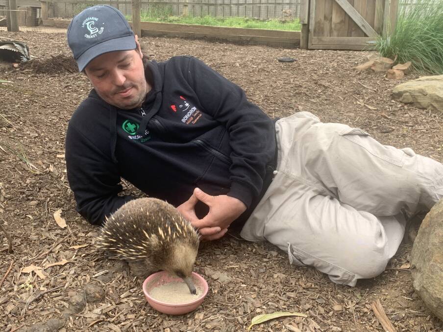 Calls for patience: Greg Irons from Bonorong with Randall the echidna. Picture: Ebony Abblitt