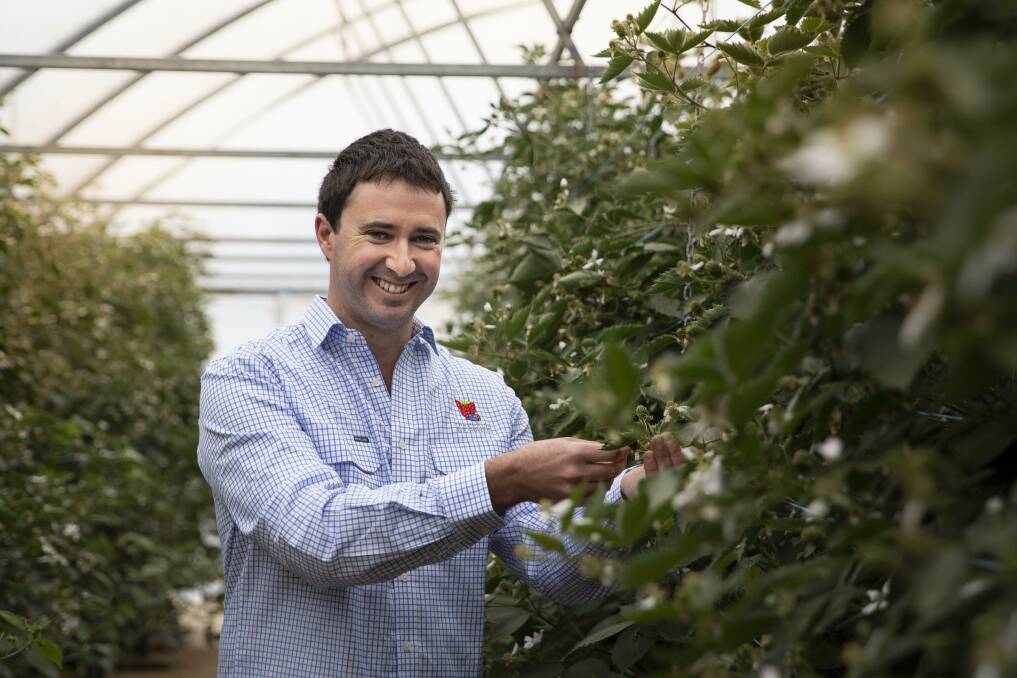 Future planning: Tasmanian Berries chief executive Andrew Terry. Picture: Supplied