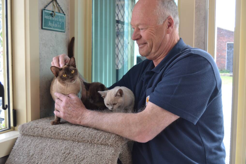 Primped and purrfect: Iris, James and Patrick the Burmese ready for Sunday, pictured with Howard Picken. Picture: Ebony Abblitt
