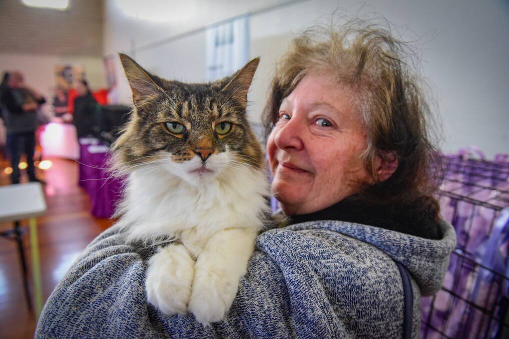 On display: Norwegian Forest Cat Starborn King Tutankhamun with Helen Whitehill. Picture: Paul Scambler