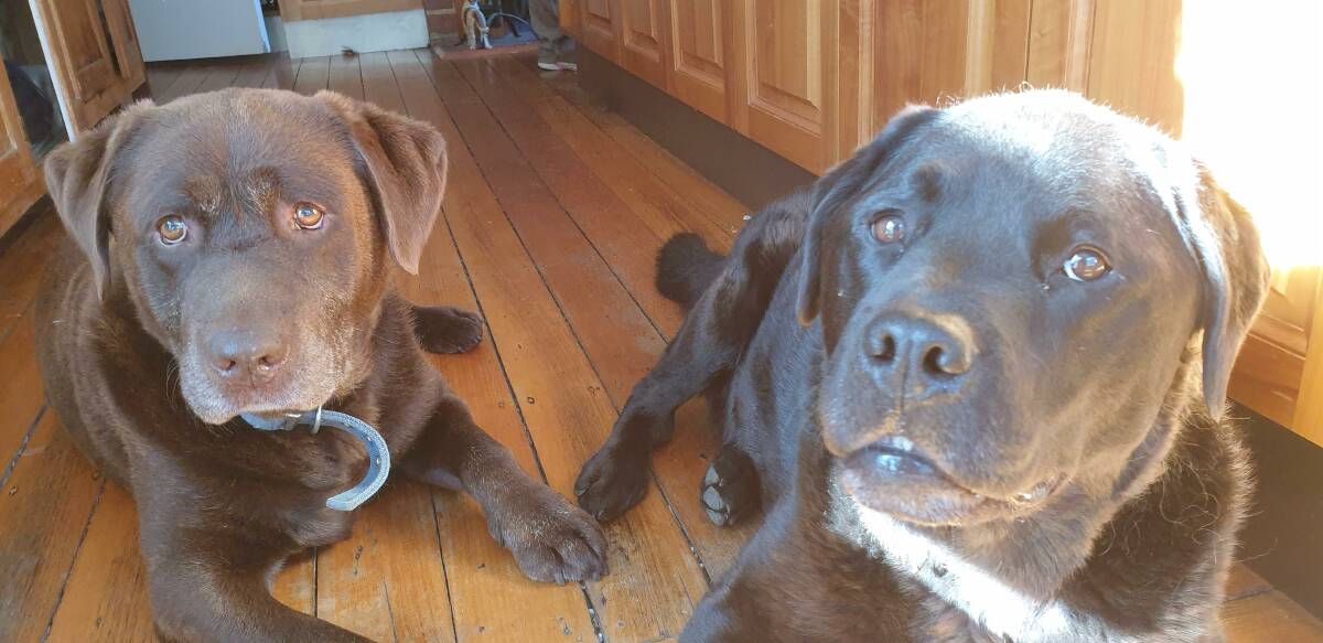 From flab to fab: Bonnie and Cyrus the labs find their furever home