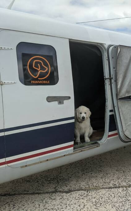 The Pawmobile plane ready to fly. Picture: Supplied
