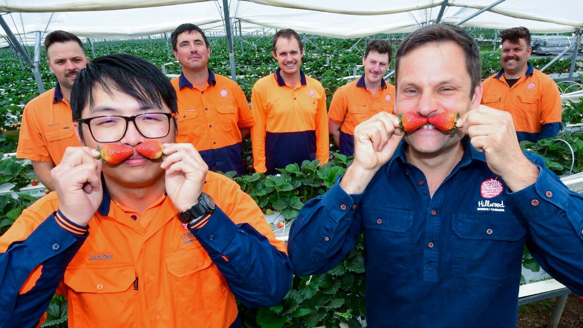 A berry good cause: Jason Lin, Simon Dornauf and the Hillwood Berries Movember team. Picture: Neil Richardson