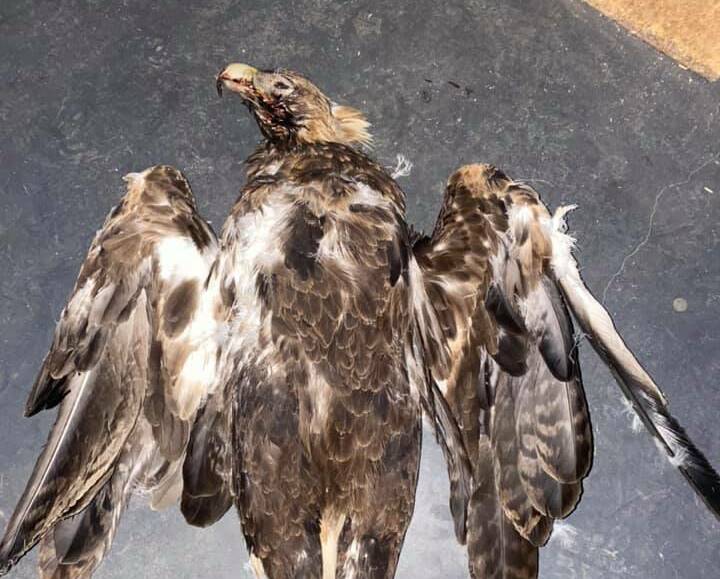BRUTALITY: A Tasmanian wedge-tailed eagle has been found at Fingal, its feet cut off. Craig Webb, the founder of Raptor Refuge, believes they were taken as a 'souvenir'. Picture: Facebook