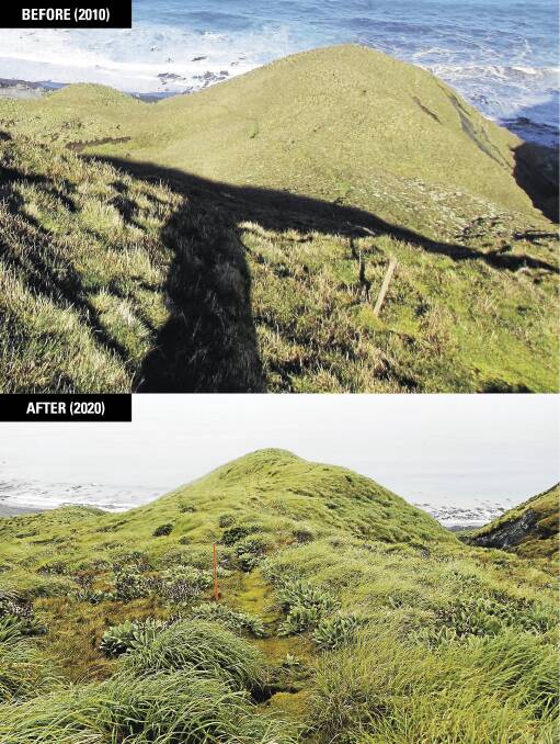 REJUVENATED: The first knoll on Macquarie Island's Doctor's Track, before and after the pest eradication project was completed. Pictures: Ivor Harris/Australian Antarctic Division