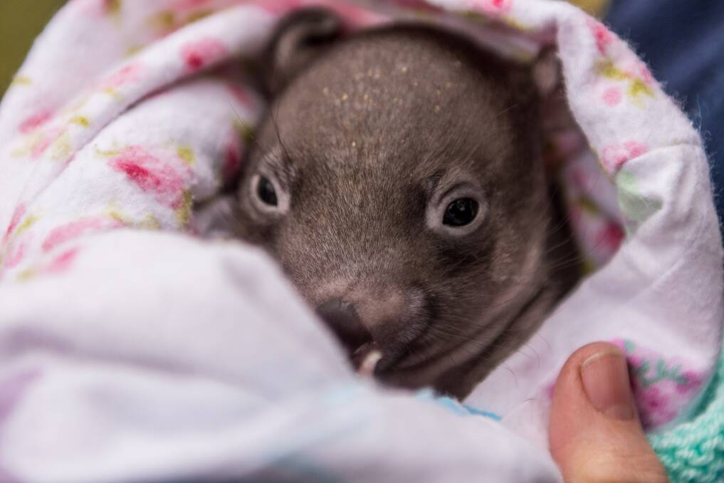 A wombat joey currently under the care of Wombat 4 Rescue. Picture: Phillip Biggs