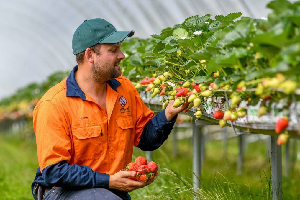 Hillwood Berries farm manager Simon Dornauf is looking forward to welcoming 45 seasonal workers from Tonga. Picture: Phillip Biggs