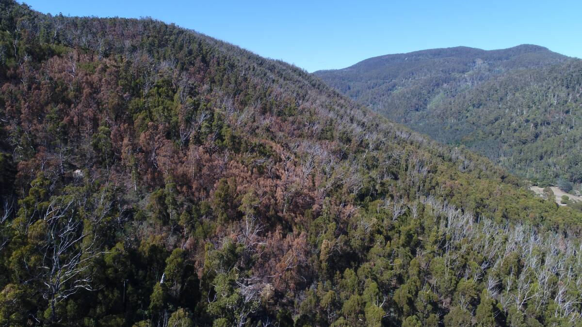 Drought-stricken forest on the East Coast of Tasmania. Picture: Supplied