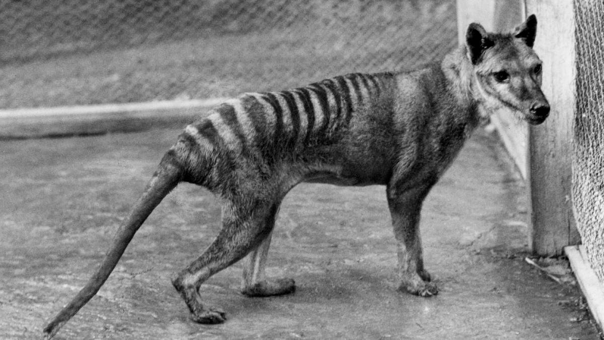 An image of what is believed to be the last living thylacine. It's said Elias Churchill was the one who caught the tiger, known as 'Benjamin'. It died at the Hobart Zoo in 1936