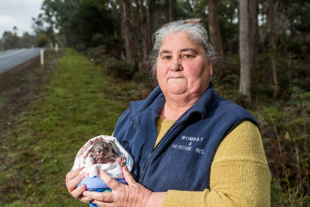 BUNDLE OF JOY: Wombat 4 Rescue takes in orphaned joeys and raises them before releasing them into the wild again. But wildlife carer Debbie Everson (pictured) says the proposed Northern prison could impact on the Birralee sanctuary's work and is concerned that it may even be forced to close. Picture: Phillip Biggs 