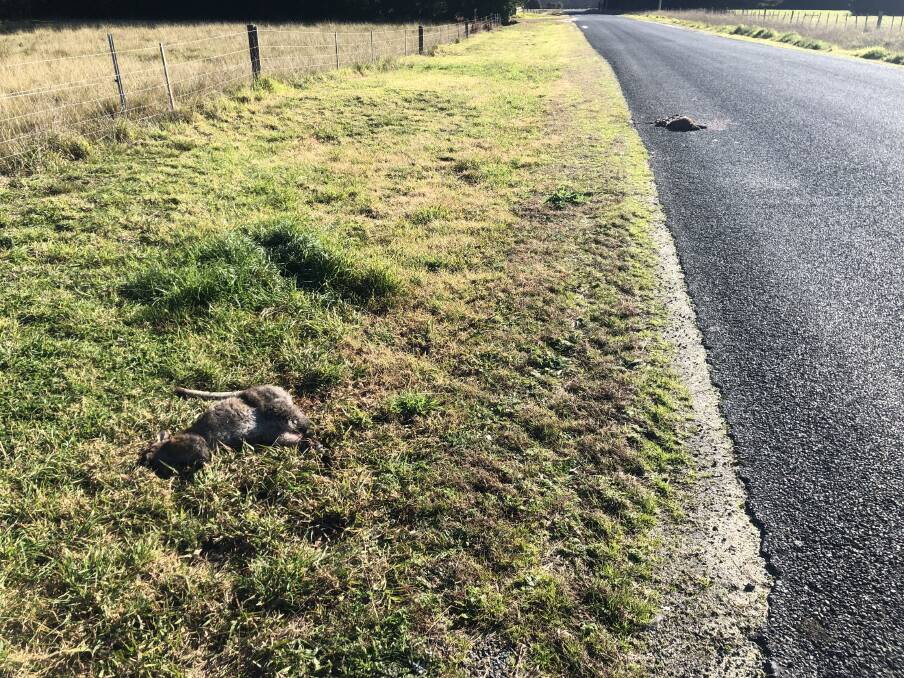 SAD SIGHT: Roadkill on Flinders Island. Flinders mayor Annie Revie says the council is too underresourced to do more frequent clean-ups. Picture: Rob Inglis