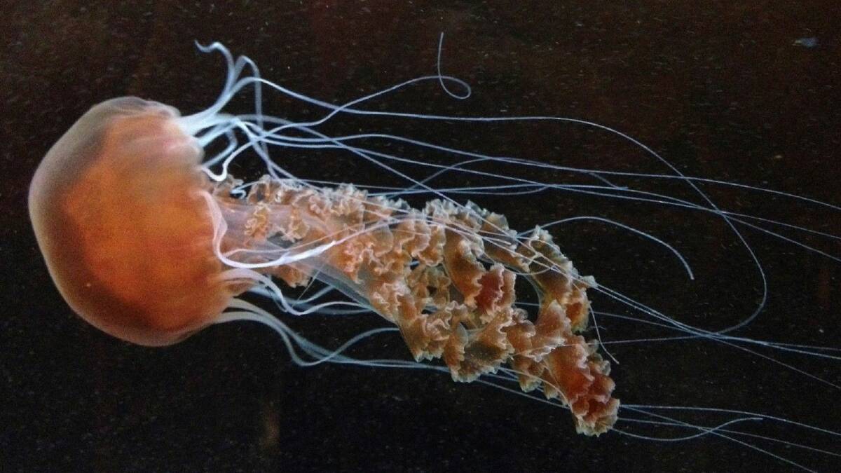 Mysterious Creatures: One of Hobart marine biologist Dr Lisa-ann Gershwin's favourite jellyfish chrysaora achlyos. Picture: L Gershwin. 