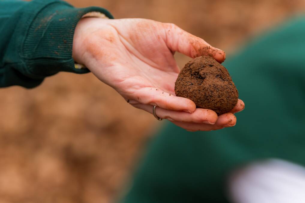 Paydirt: It's a good season for truffles but with the export market and restaurants struggling it's the home cooks buying the prized ingredient. Picture: Simon Sturzaker. 