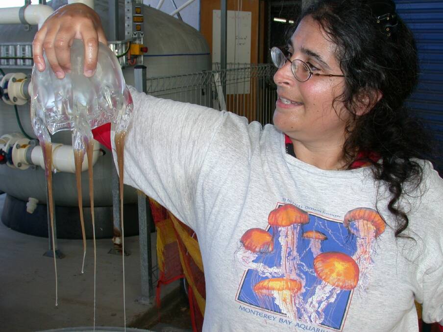 Jellyfish Expert: Dr Lisa-ann Gershwin working with a chironex jellyfish. Picture: L Gershwin. 