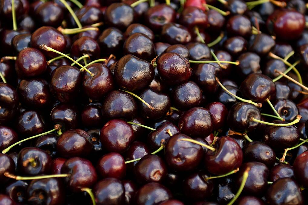 Cherry industry optimistic about Lunar New Year exports to Asia