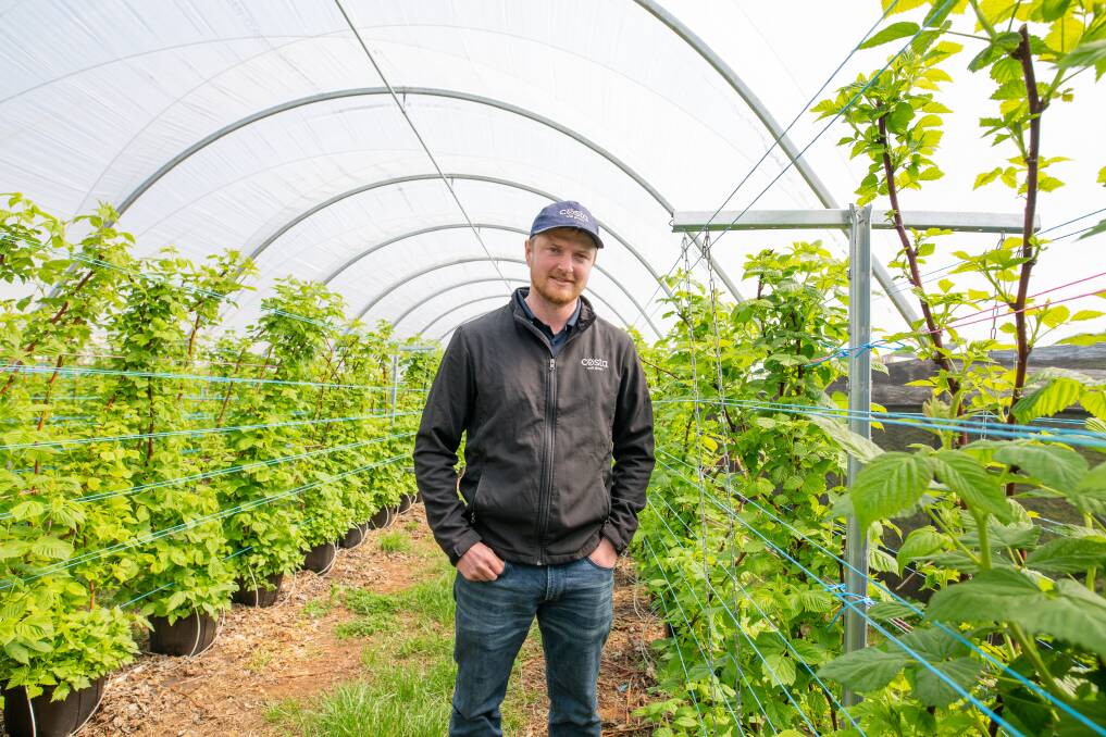 Seasonal Recruitment Campaign: Costa's Wesley Vale Raspberry Farm manager Blaine Astell joined the company in 2012 when he was 17 and was employed as a crop maintenance worker. Picture:Eve Woodhouse.
