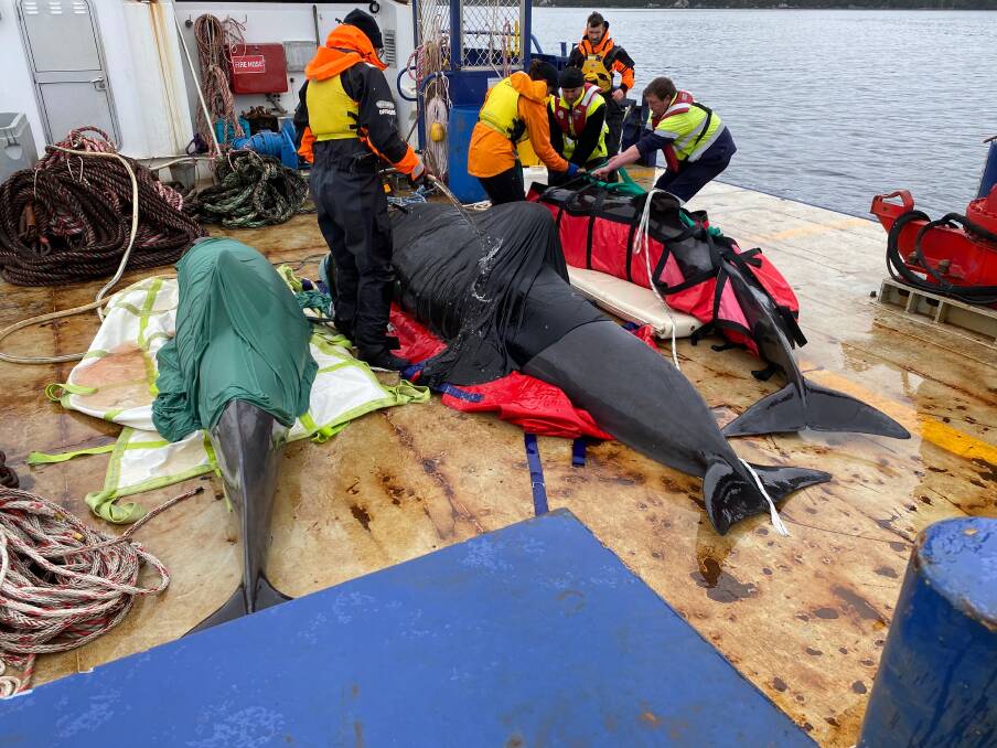 Big Task: Whales stranded in Macquarie Harbour were lifted on board a Petuna vessel to take out to sea in a bid to save as many as possible. Picture: contributed. 