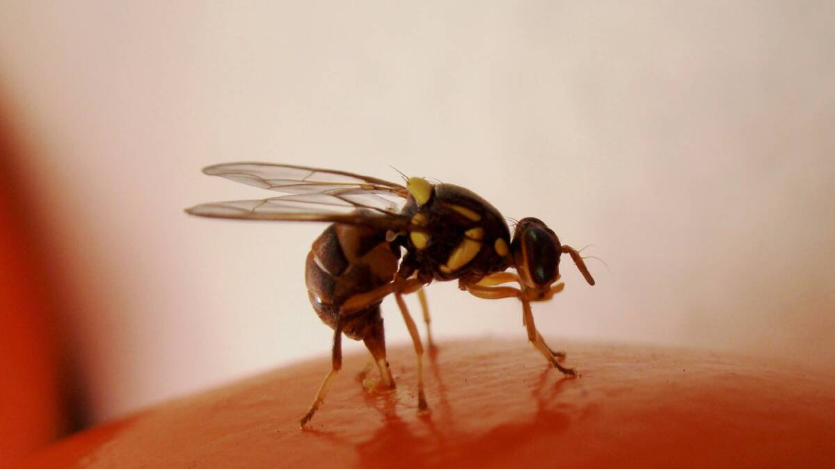 Unwelcome: The Queensland fruit fly. Picture: Dr John Golding/NSW DPI