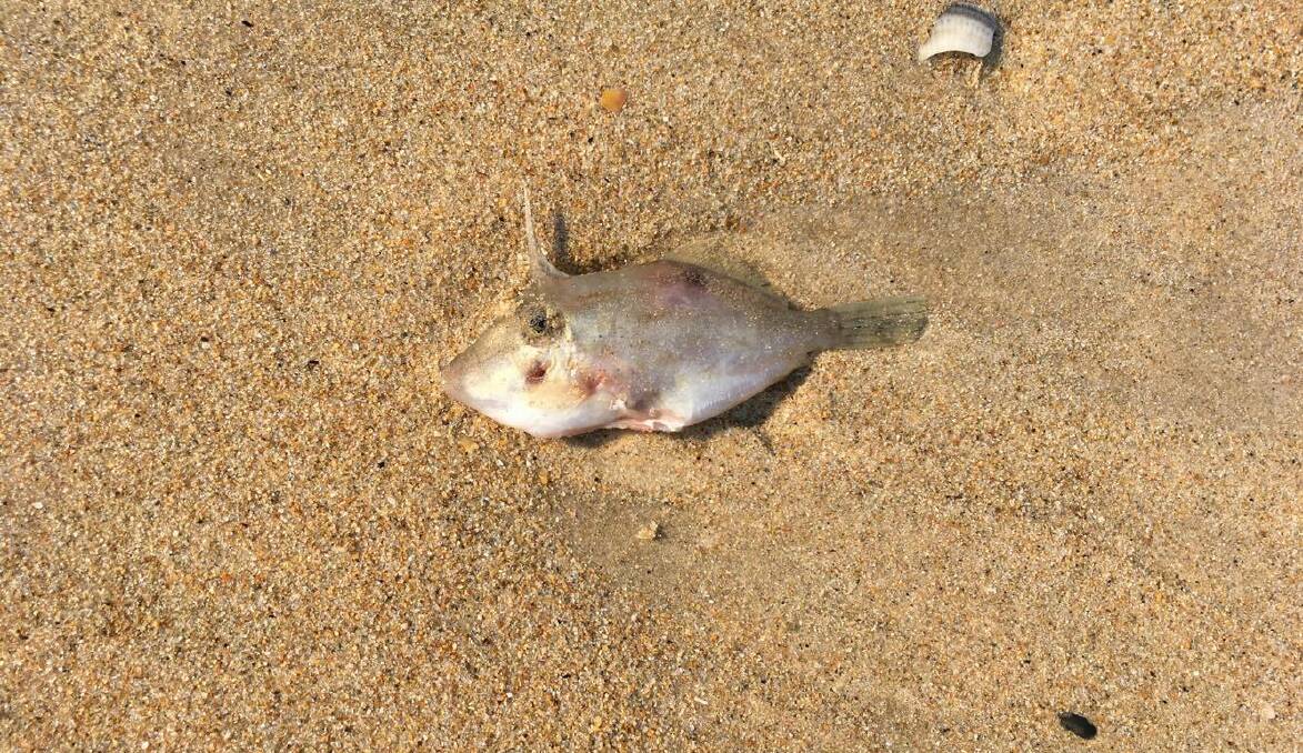 WASH: Hundreds of small fish washed up on East Coast beaches earlier this month. Most have now been cleared. Picture: File