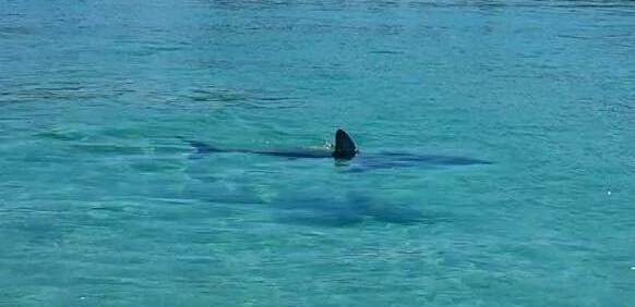 Shark sighting at Clifton Beach