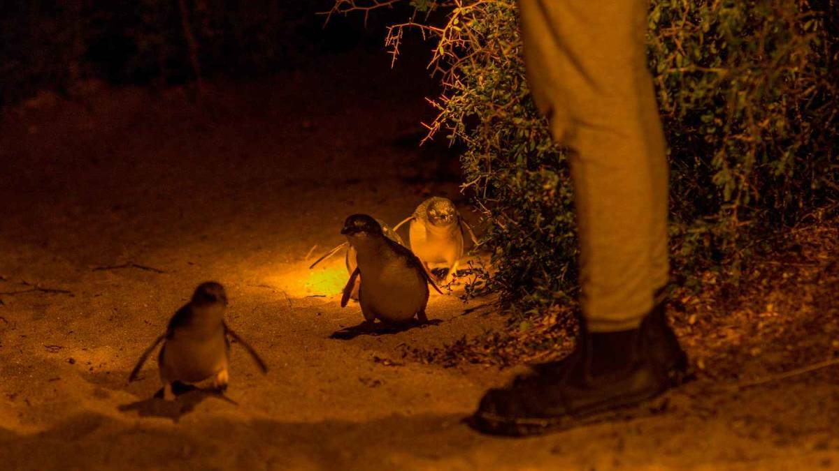 Little penguins at Low Head. Many of the birds are already coming ashore to breed across the state, prompting BirdLife Tasmania to urge dog owners to use caution. Picture: Phillip Biggs