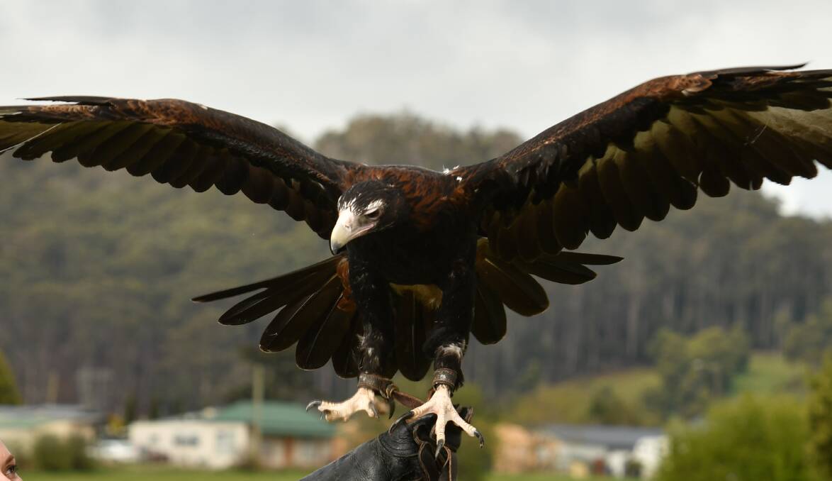 Technology to monitor flying objects, identify them Tasmanian wedge-tailed eagles, and shut down turbines will be installed at the new Cattle Hill Wind Farm being constructed on the eastern shore of Lake Echo. Picture: Brodie Weeding