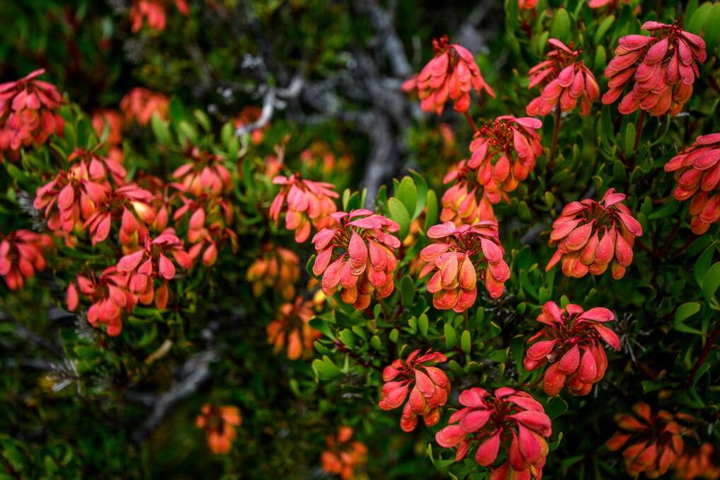 The opportunity to interpret the fauna and flora of a 'pristine alpine environment' was noted in the council's submission. Picture: Scott Gelston