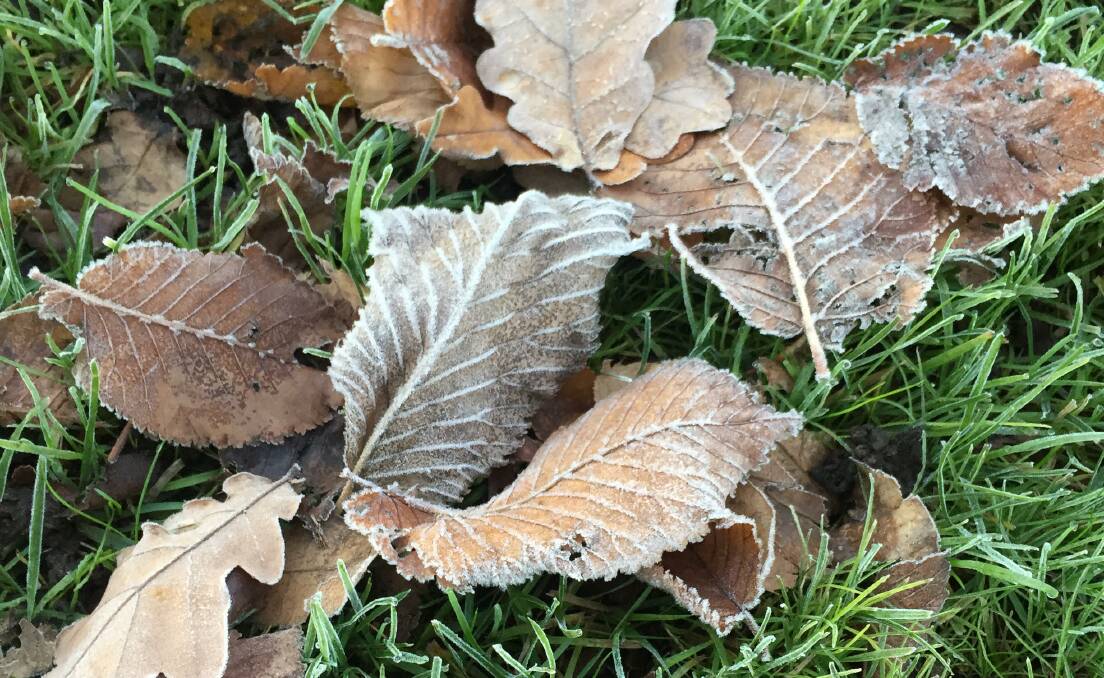 Frost forms a delicate layer on leaves in a Launceston park on Thursday morning. The city is set for another four days of sub-zero minimum temperatures. Picture: Supplied