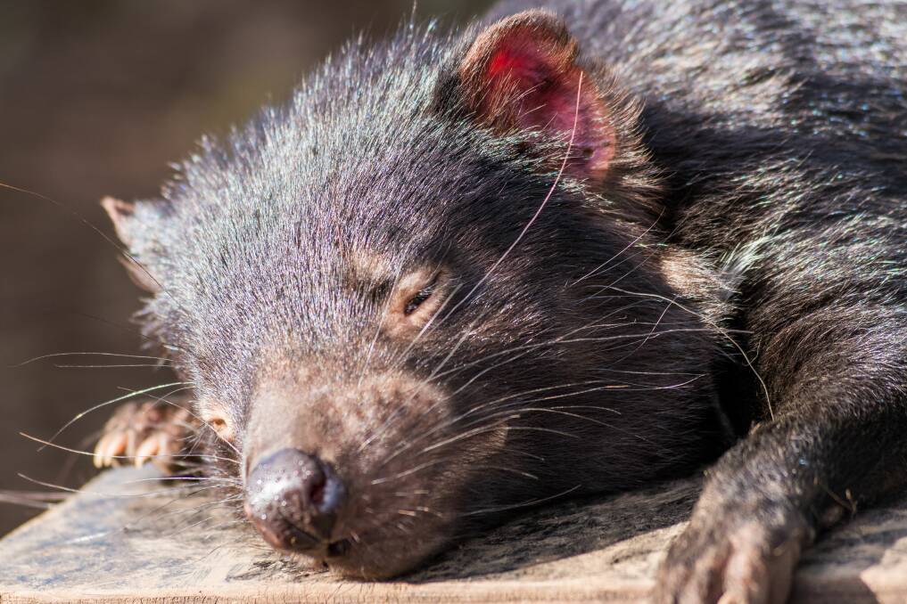 Tasmanian devils are one of the many native species that have been reported through a roadkill app launched last year. Picture: Phillip Biggs