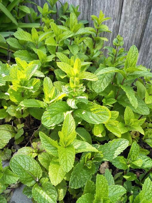 Mint plants in Lisa Crisp's backyard, posted for trade on the Crop Swap Launceston Facebook page. Picture: Supplied