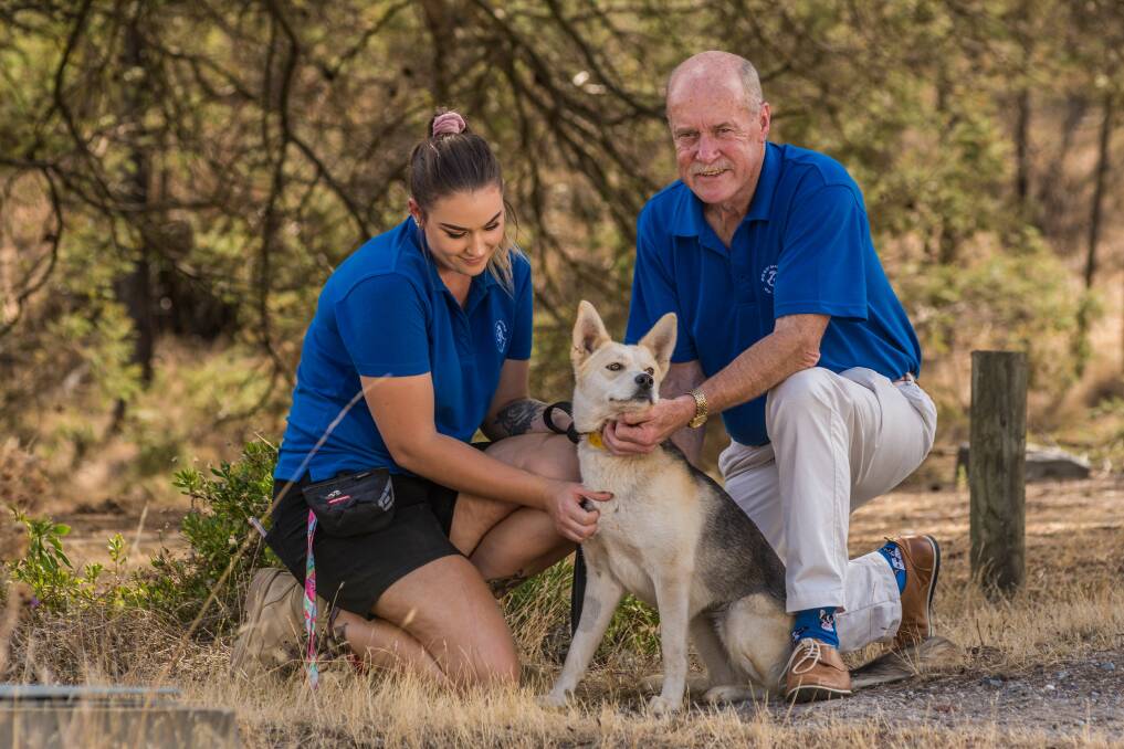 SHELTERING: Dog's Home of Tasmania assistant Taylah Bushing with chief executive Michael Sertori and two-year-old Huskie-Kelpie cross Kesha at the Mowbray shelter facility on Friday. Picture: Phillip Biggs