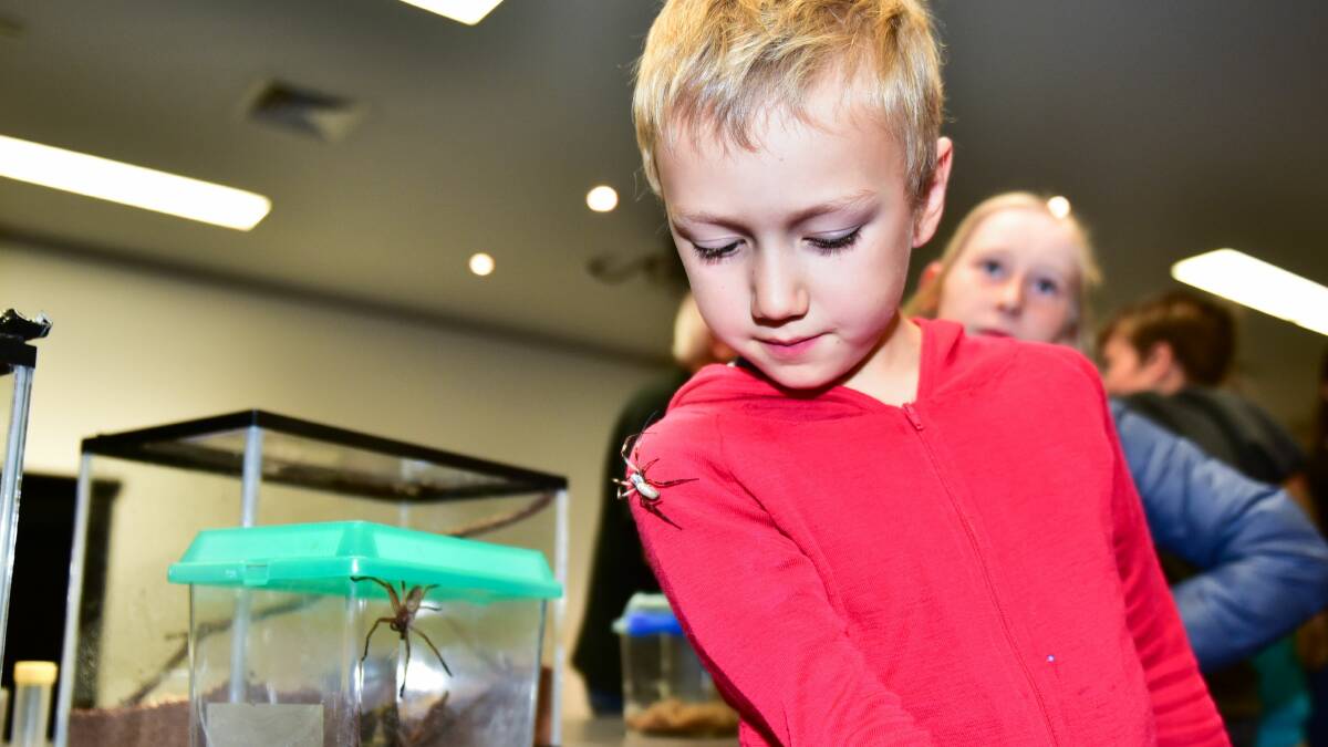 Kids and parents got hands-on with some friendly spiders at QVMAG on Wednesday. Pictures: Neil Richardson
